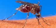 Cinco casos de vírus Zika confirmados em Portugal, todos importados do Brasil