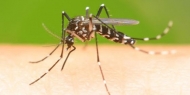 Zika: Universidade canadiana desenvolve primeira vacina a ser testada em humanos