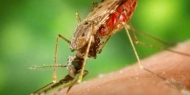 Tutela garante que situação do vírus Zika está controlada e risco está confinado