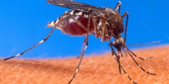 Secretaria da Saúde da Madeira intensifica plano de combate à Dengue