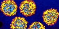Nova terapêutica da hepatite C curou 2.050 doentes, 9.100 estão em tratamento