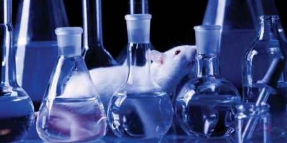 Investigadores de Coimbra apontam nova direcção para tratamento do cancro