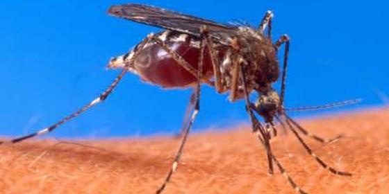 Malária ainda mata 600.000 pessoas por ano