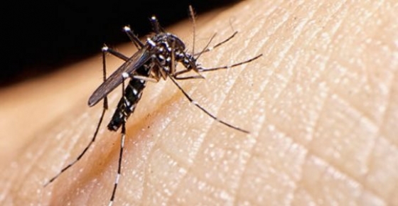 Vírus Zika chegou à Guiné Bissau